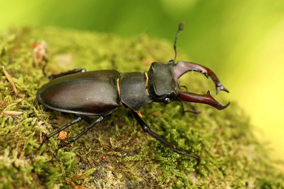 Жук ольхоед