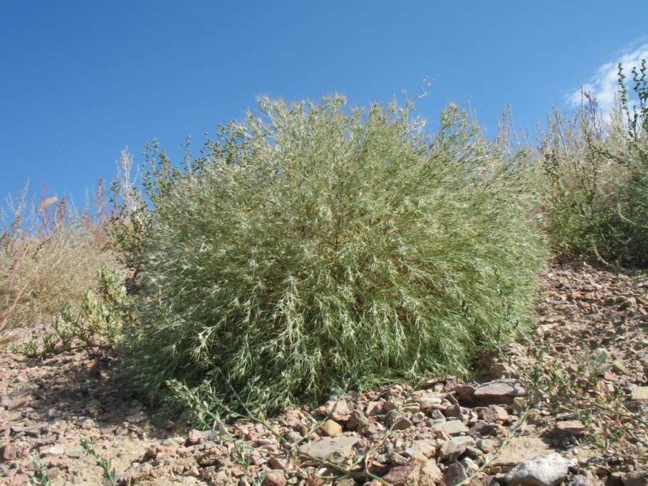 Кальцефитные растения