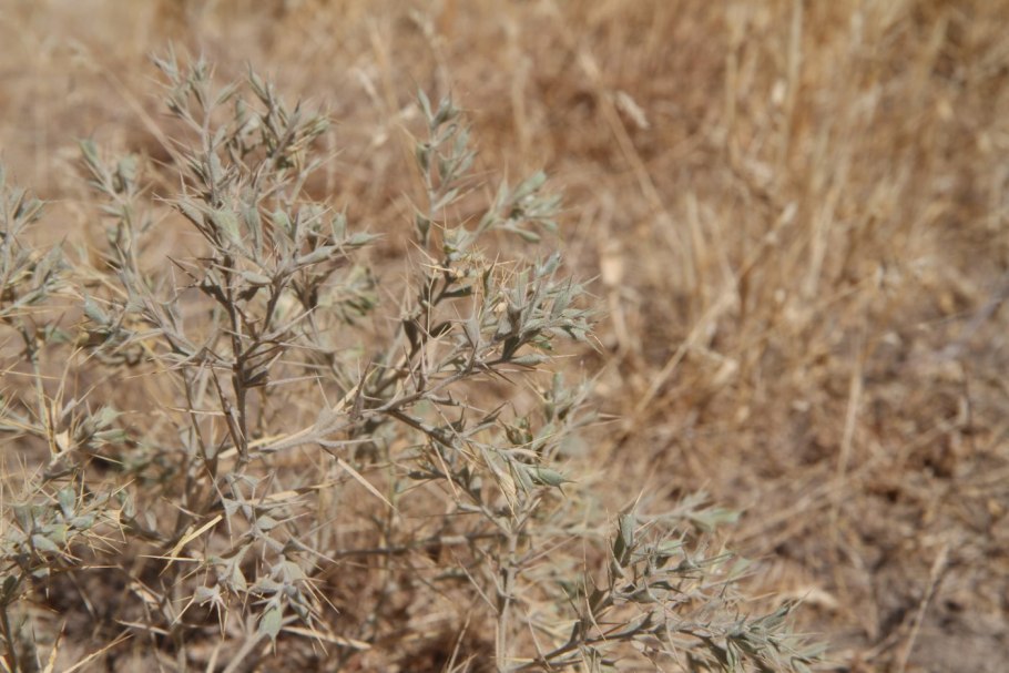 Рогач песчаный