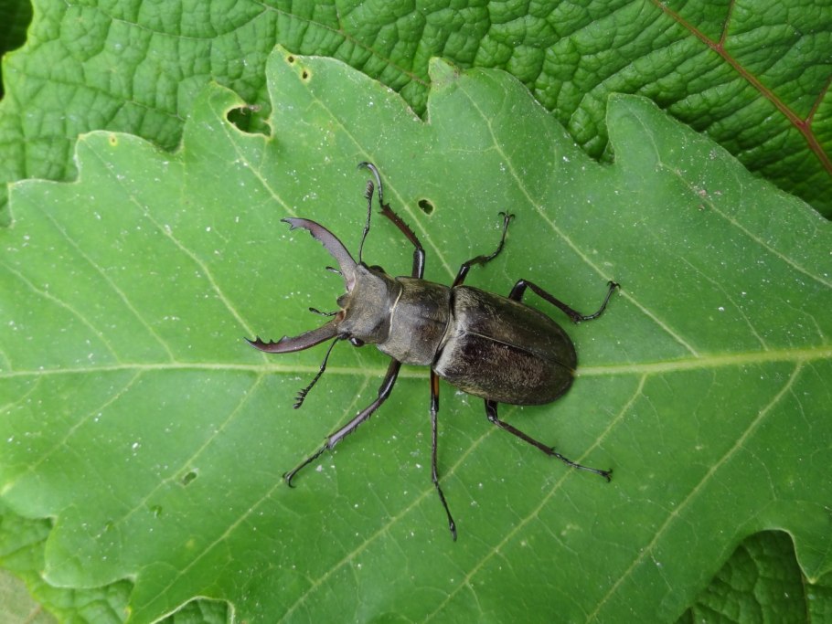 Dorcus parallelipipedus