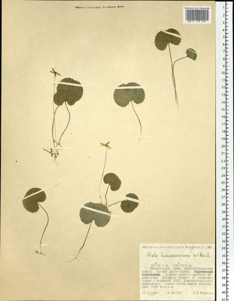 СК-пейзаж в тумане фиалка