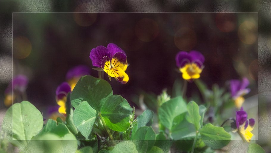 Алексей Кузнецов фиалки