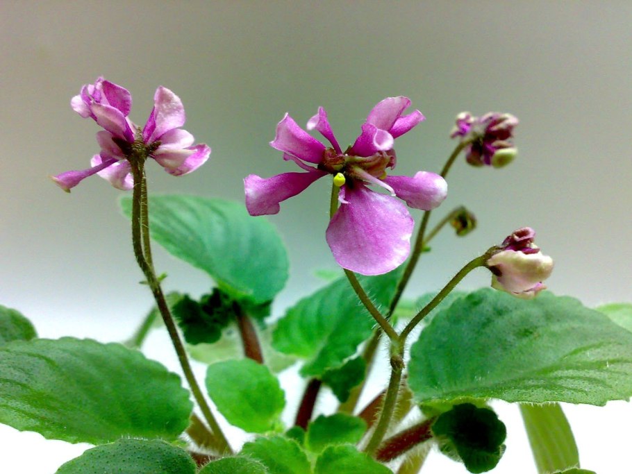 Фиалка Тропиканка