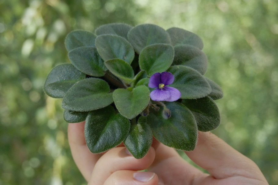 Фиалка African Violet Ness