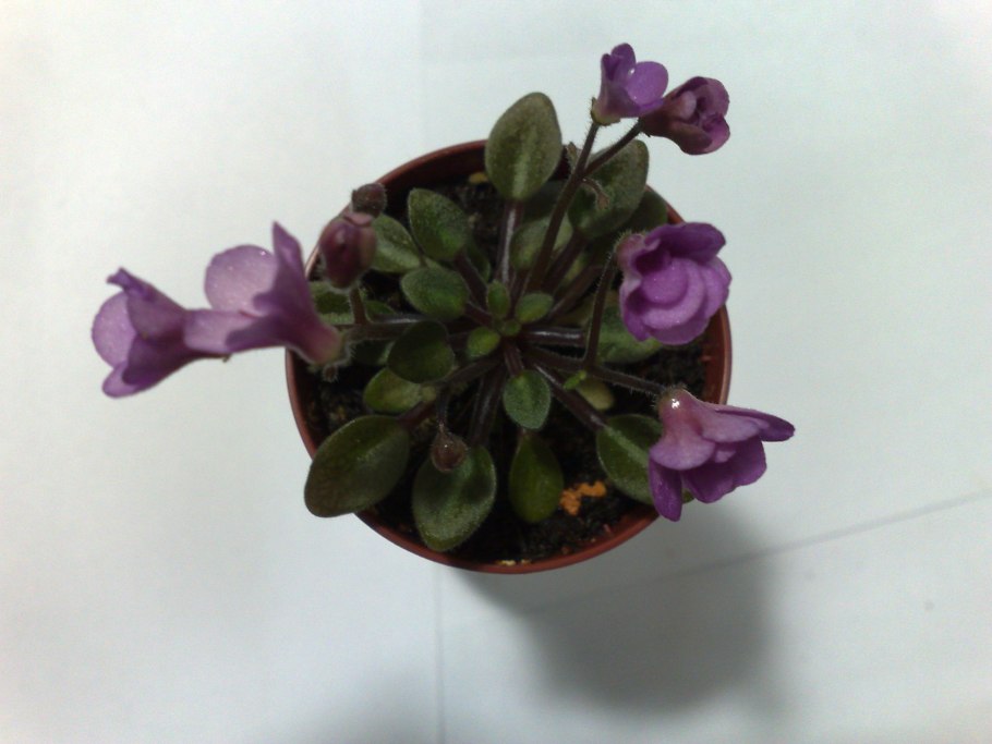 Бордюрный цветочек похожий на фиалку как он называется