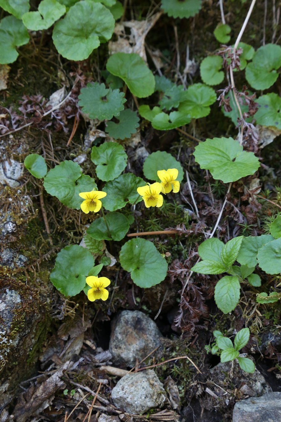 Viola accrescens