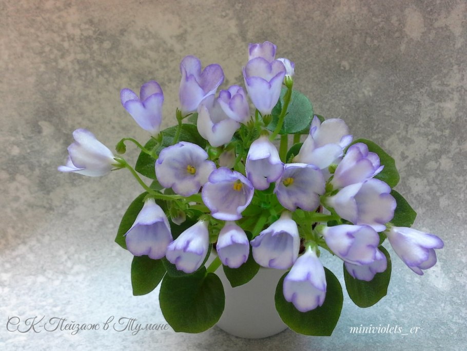 Диапенсия Лапландская ареал