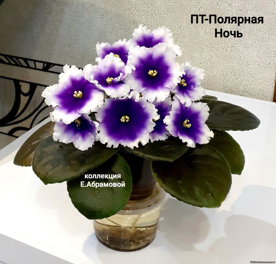 Цикламен Кузнецова дряква