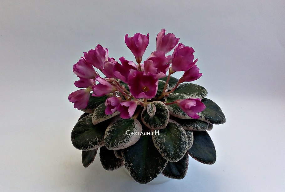 Фиалка Миднайт Твист