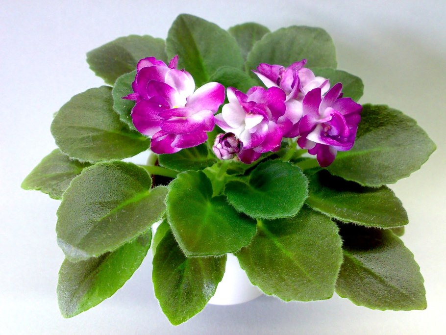 Сенполия Мишель