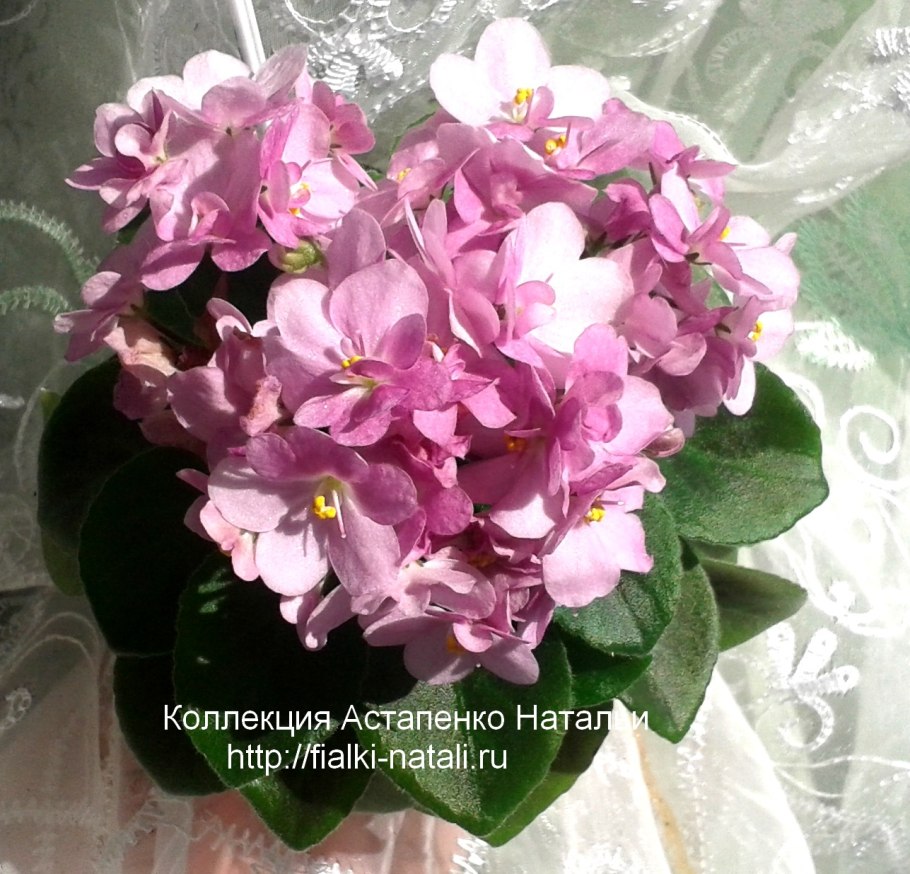 Фиалка холмовая