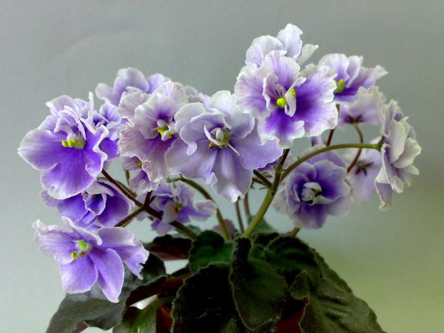 Орудие фиалка