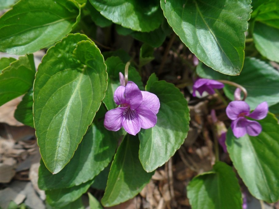 СК-in vino veritas фиалка