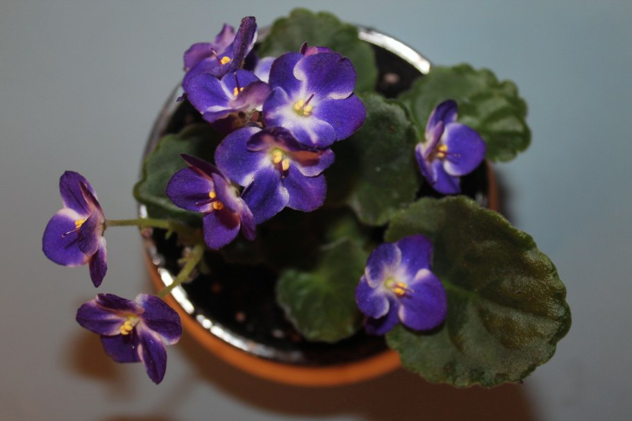 Фиалка крийская