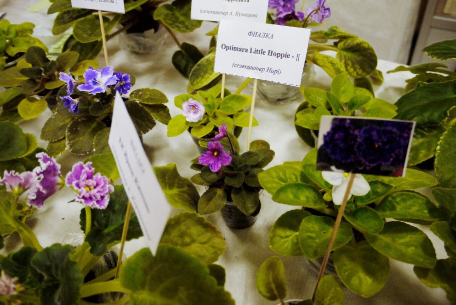 Фиалка Kamon's Star