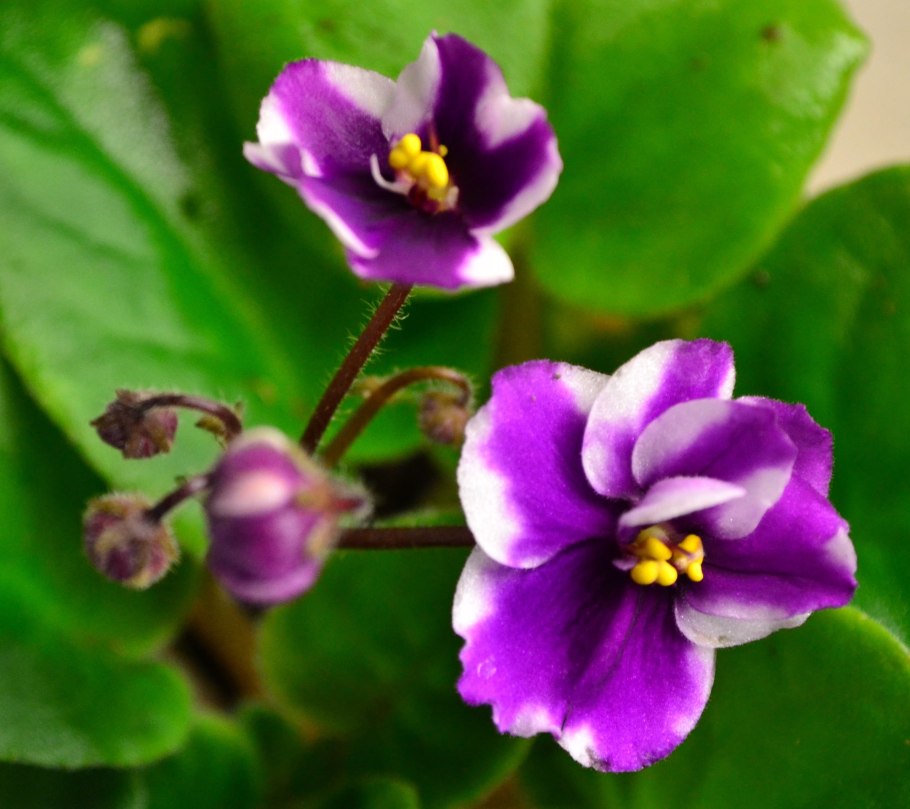 Фиалка РС Люси