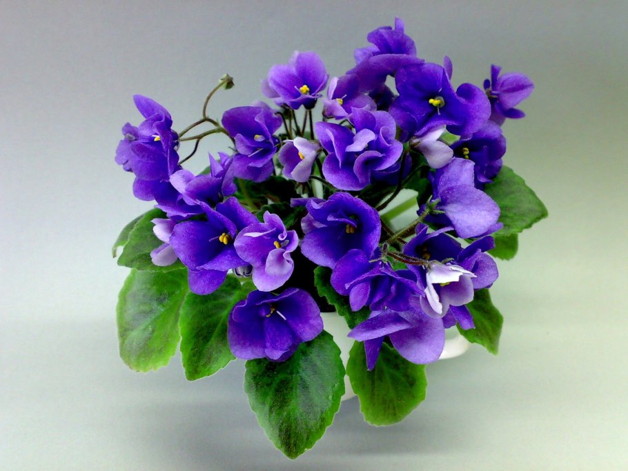 Фиалка Morgan's Maeves blush