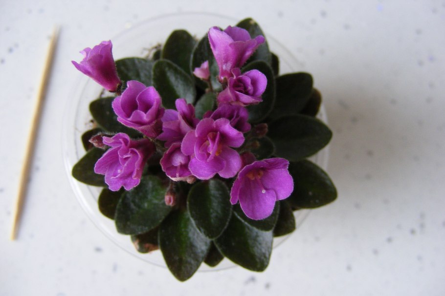 Фиалка 14. Княгиня Ольга