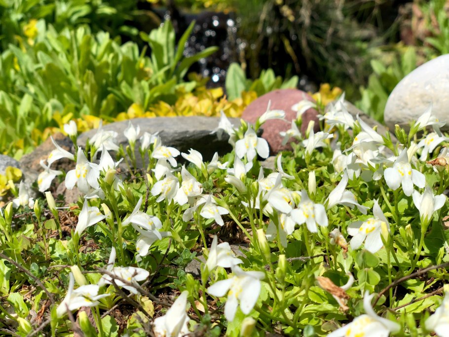 Мазус ползучий