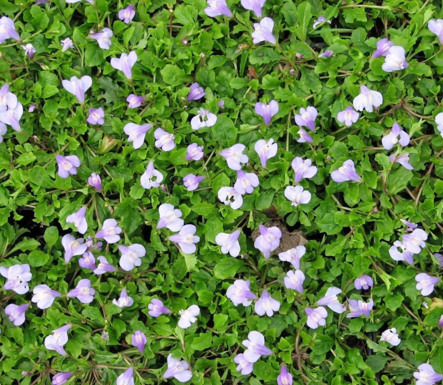 Мазус укореняющийся