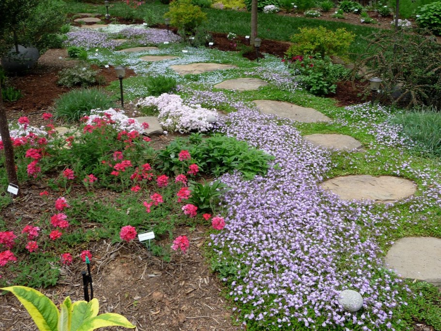 Мазус ползучий