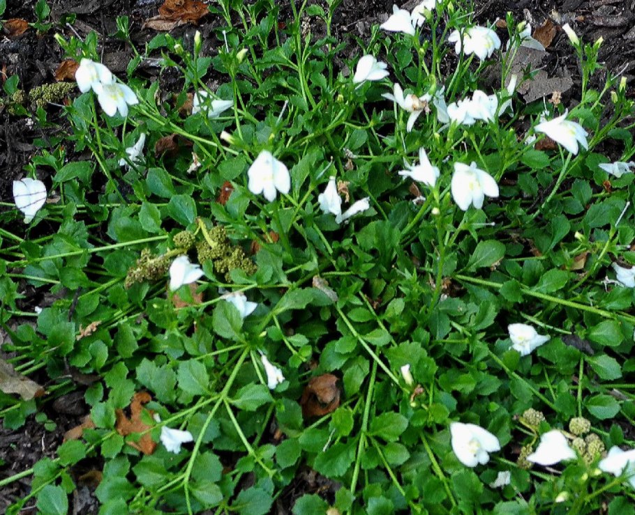 Мазус почвопокровный