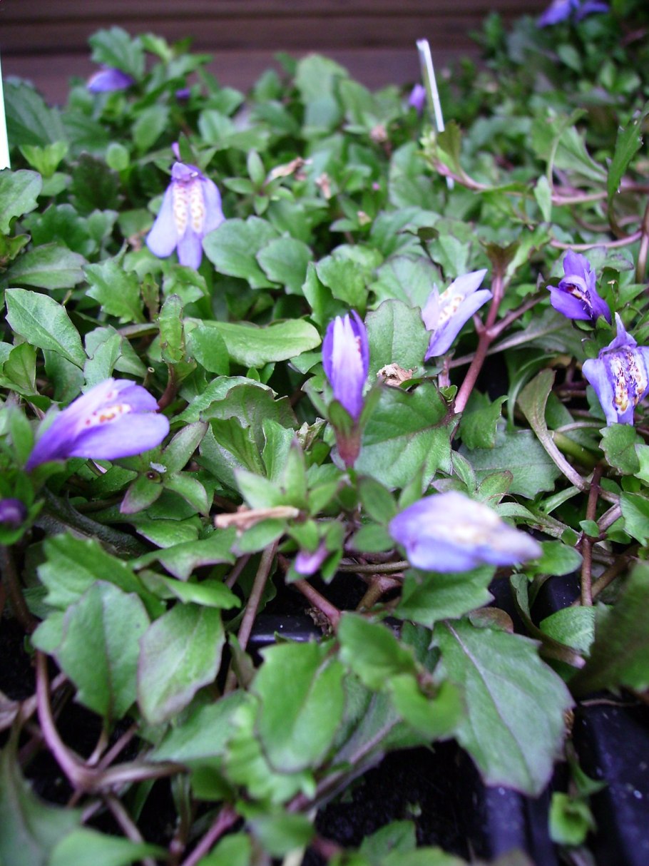 Астра вересковидная почвопокровная