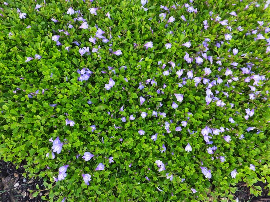 Мазус ползучий