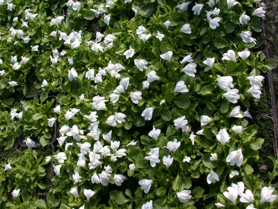 Мазус белый