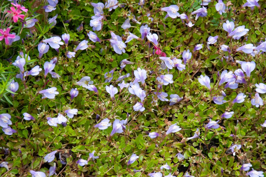 Мазус в ландшафтном дизайне