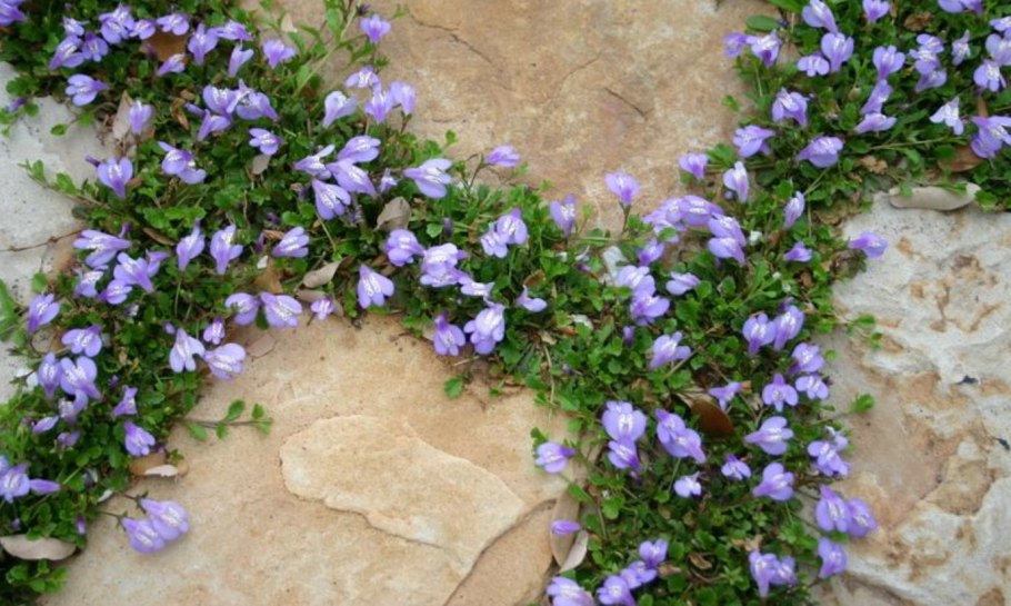 Мазус ползучий Альбус