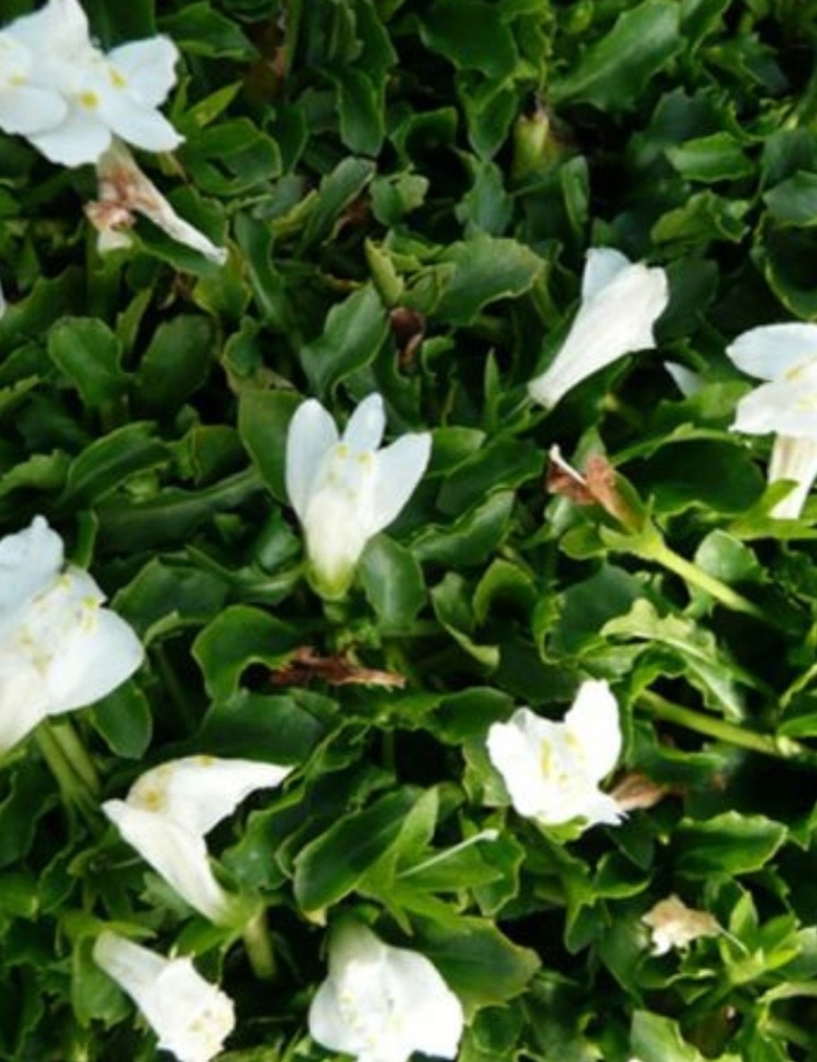 Полевица почвопокровная