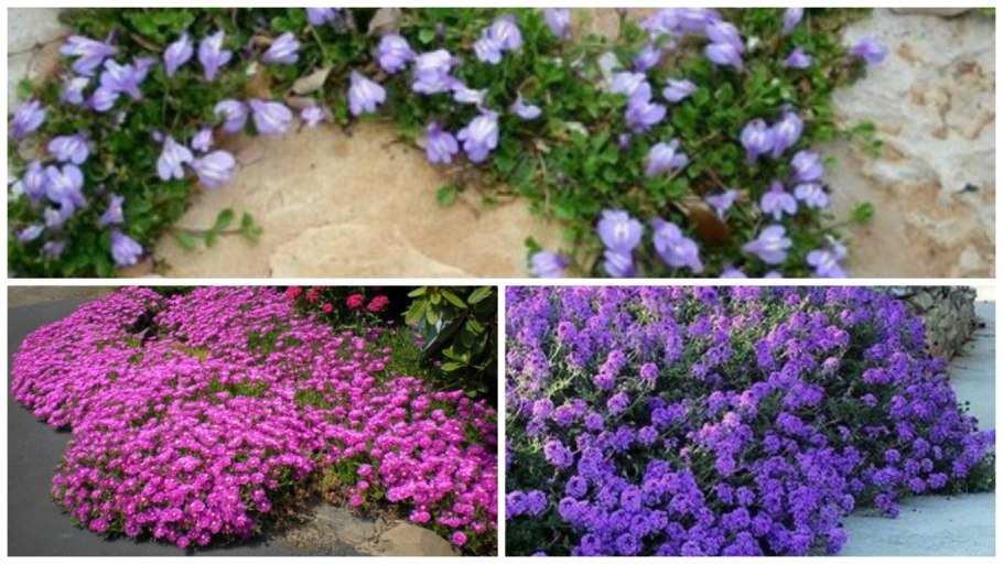 Мазус укореняющийся