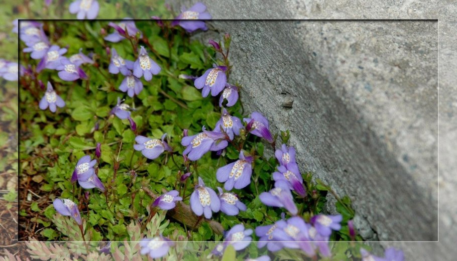 Мазус почвопокровный