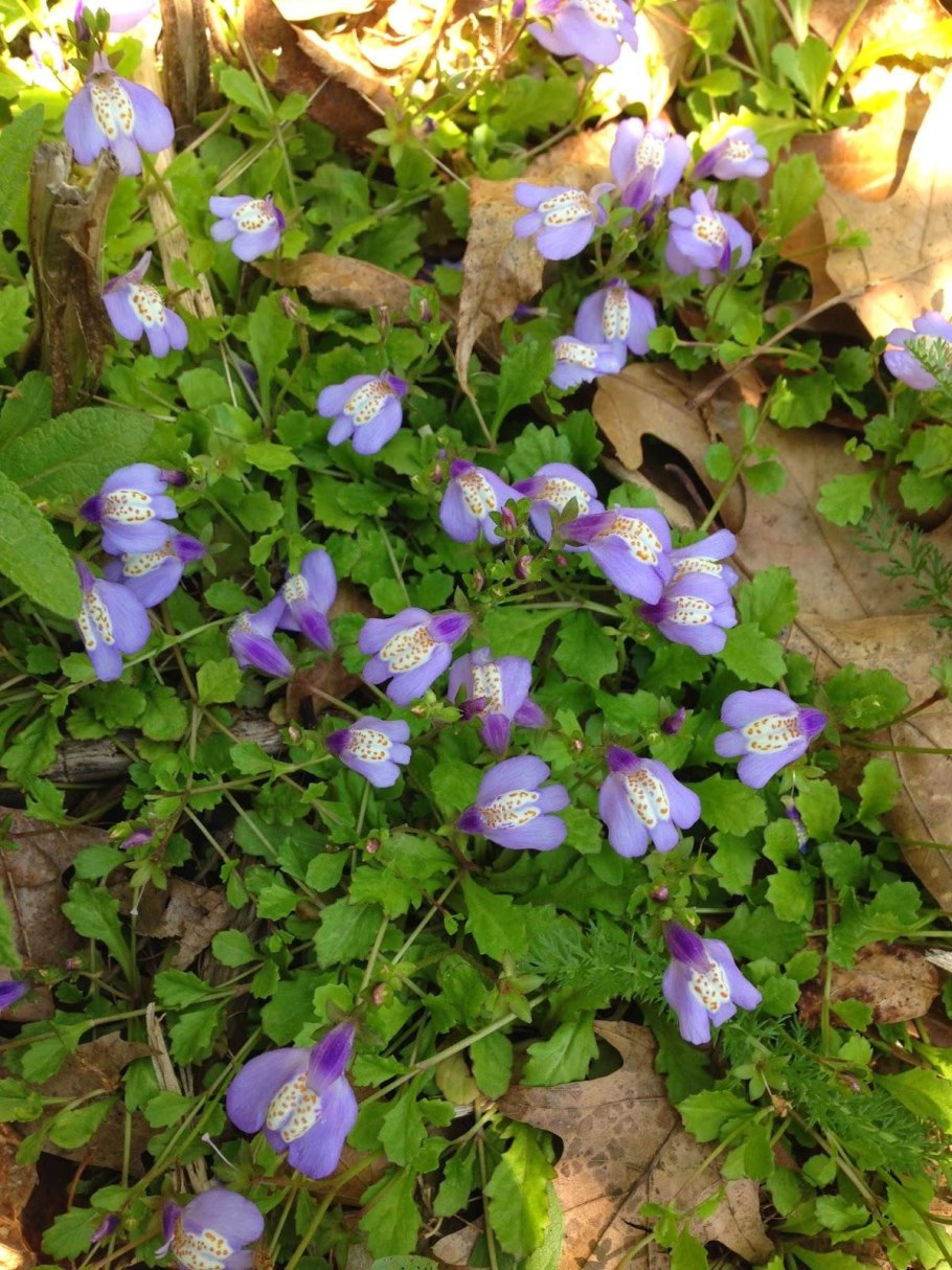 Мазус ползучий Альба