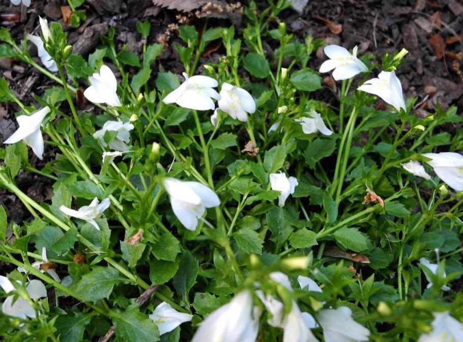 Мазус ползучий (mazus reptans)