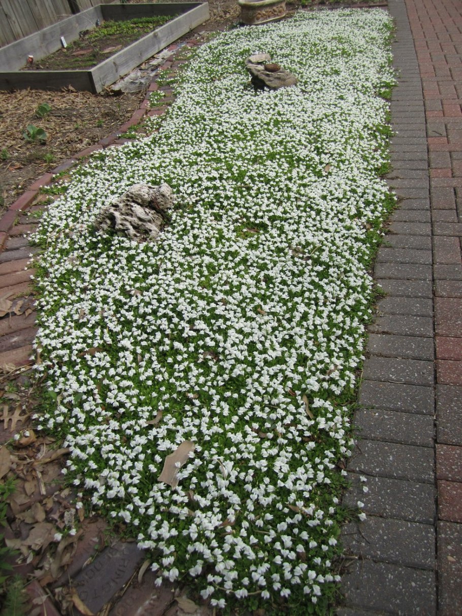 Мазус ползучий Блу