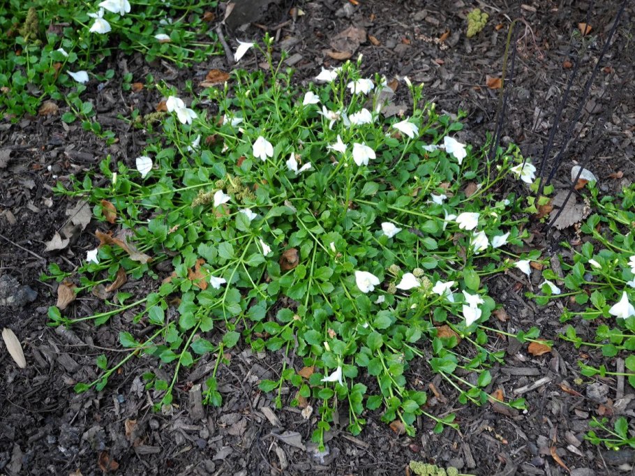 Мазус ползучий Альбус