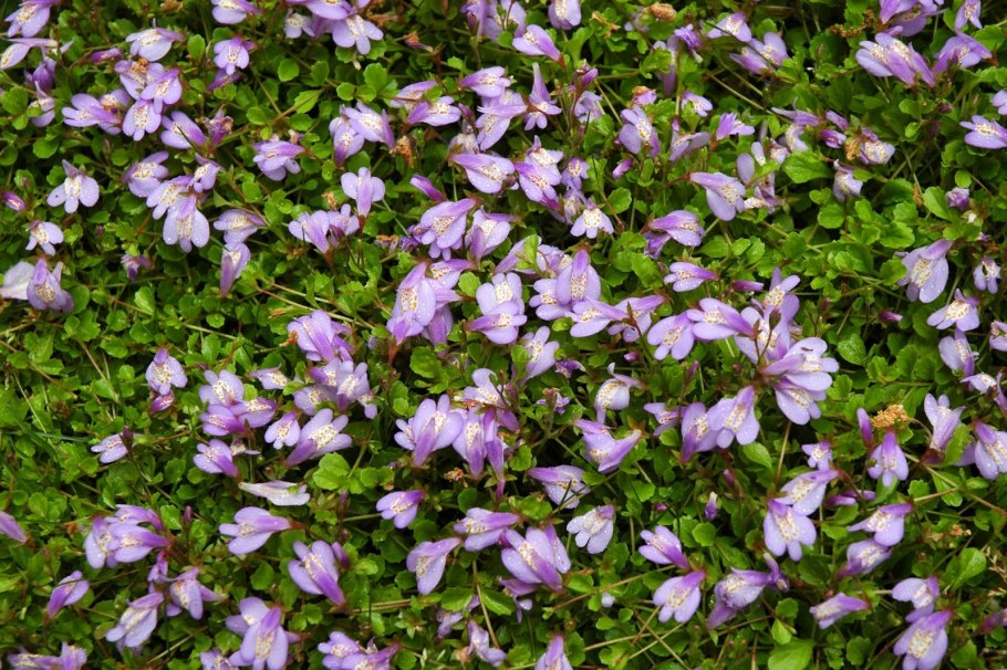 Мазус ползучий