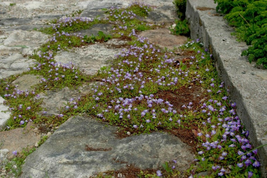 Мазус ползучий Albus