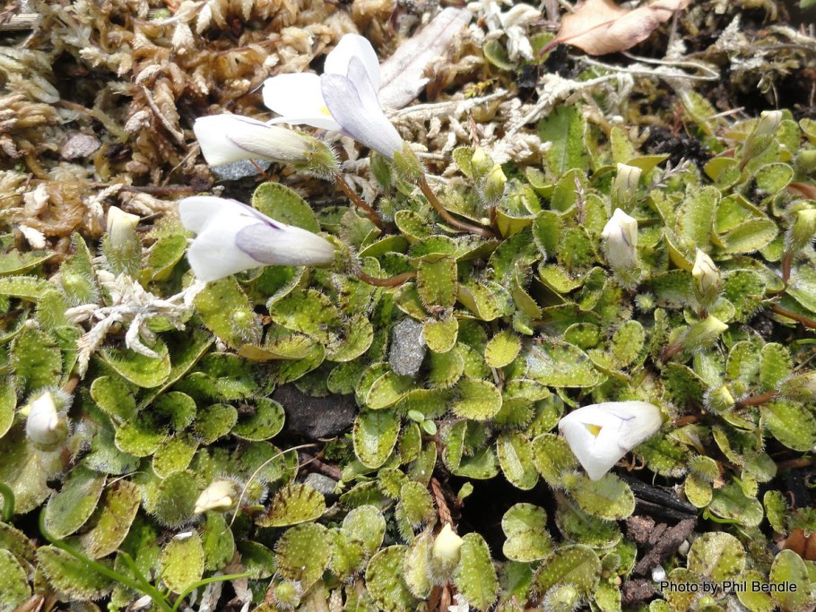 Цветок Мазус ползучий