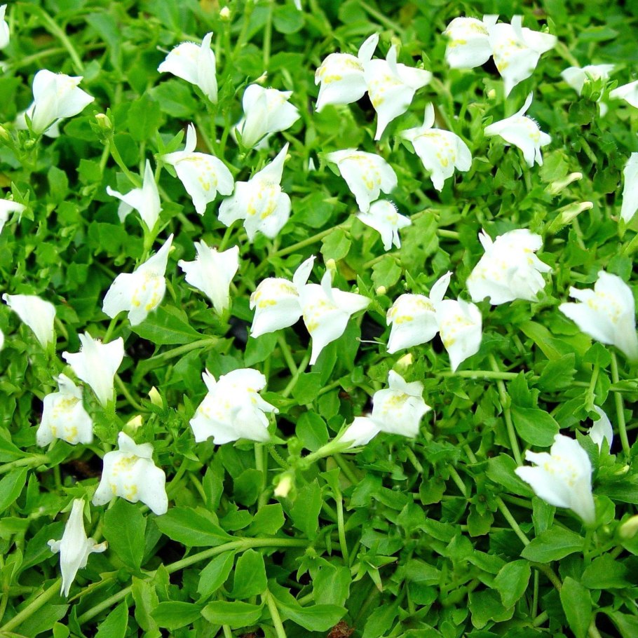 Мазус укореняющийся