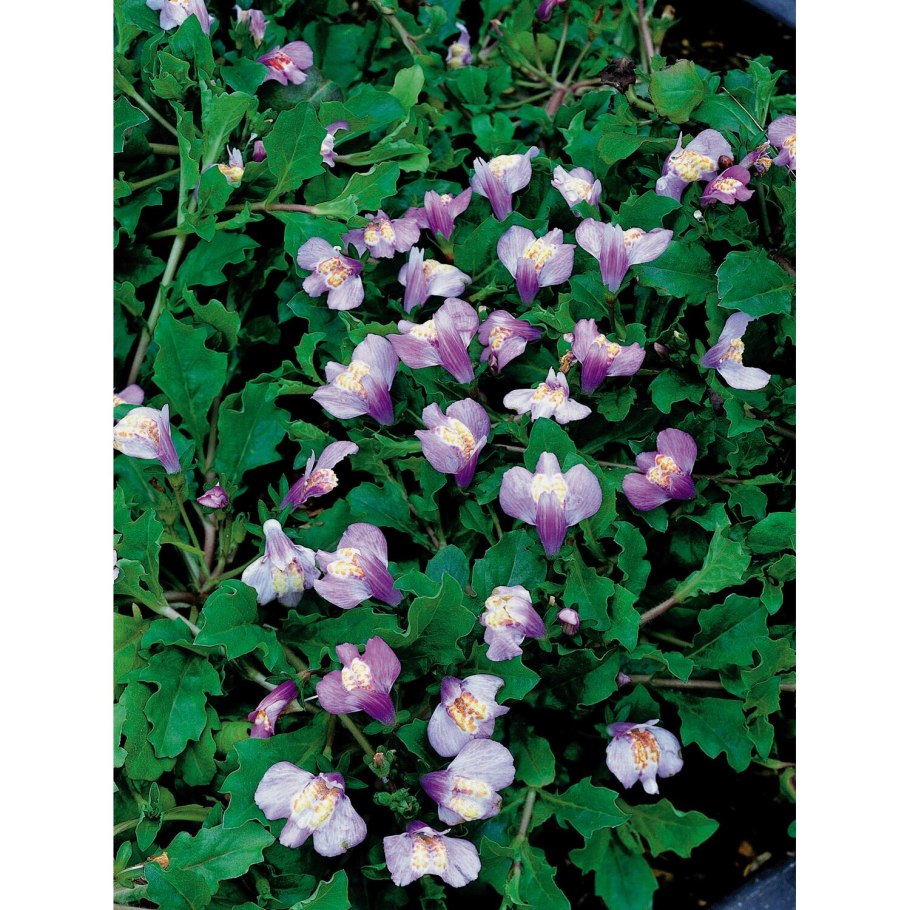 Мазус почвопокровный