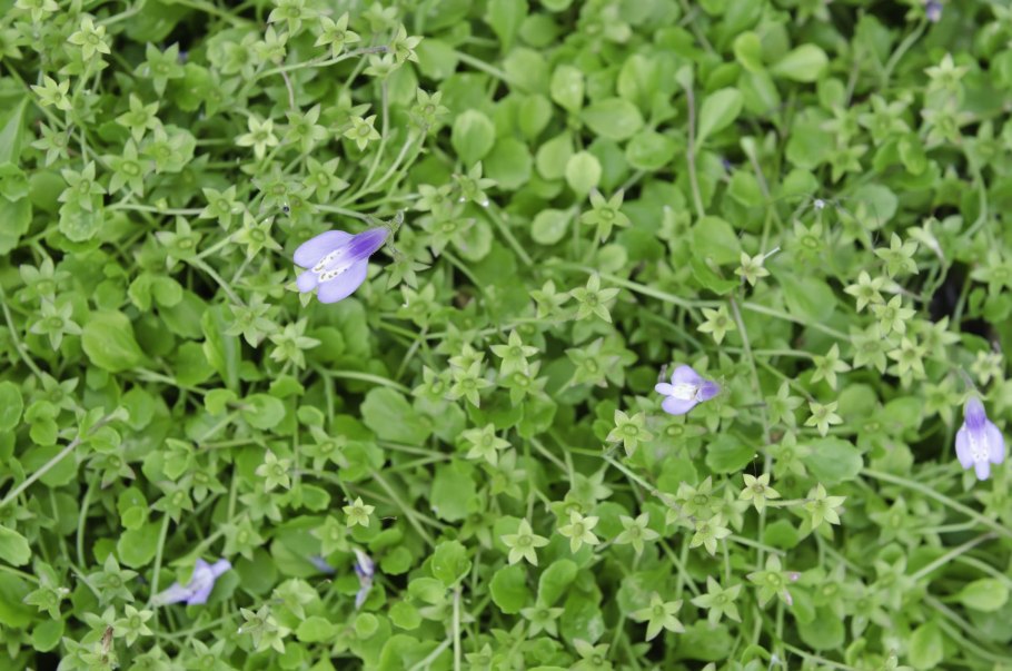 Мазус Израиль "проспекты"