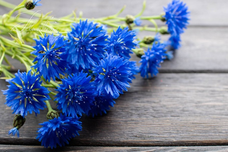 Blue Diadem Василек