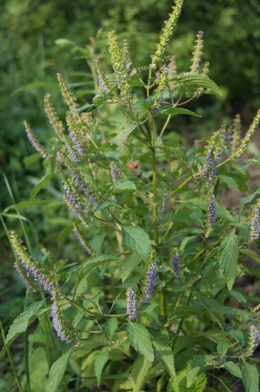 Эльсгольция Стаунтона