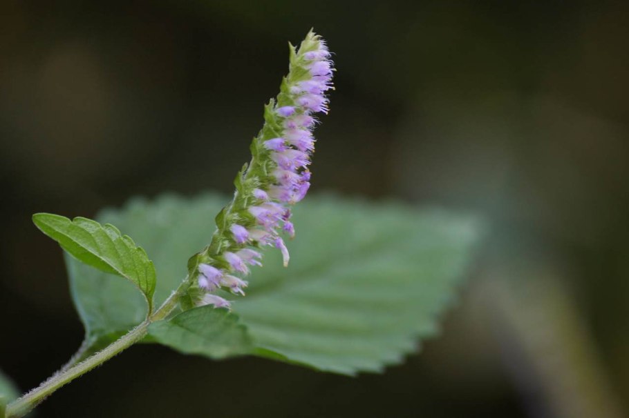 Эльсгольция Патрэна трава