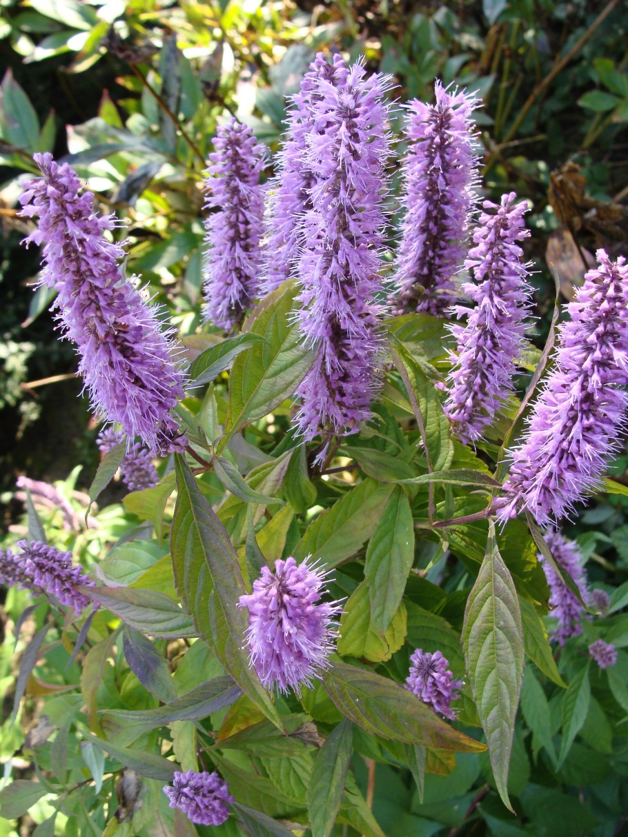 Шандра реснитчатая