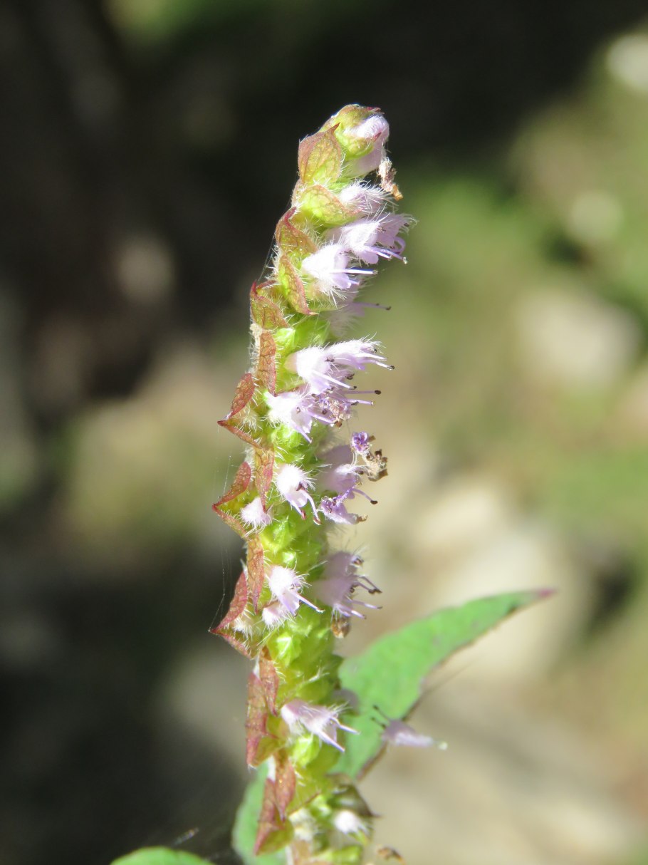 Эльсгольция Губоцветные