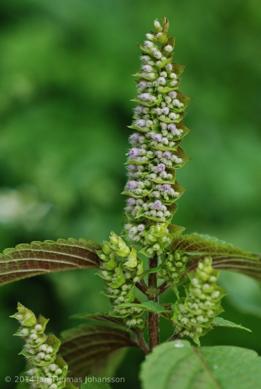 Галинсога сорняк